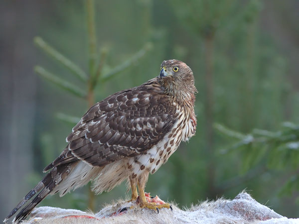 Kanahaukka, Northern Goshawk, Accipiter gentilis